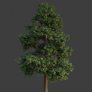3D model XfrogPlants Common Oak - Quercus Robur