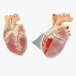 human heart with Pericardium layer 3D model