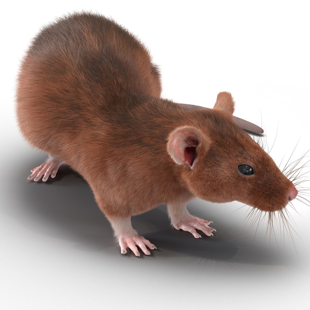 3d Model Rat 2 Pose 5
