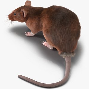 Rat 2 Pose 5 3D Model