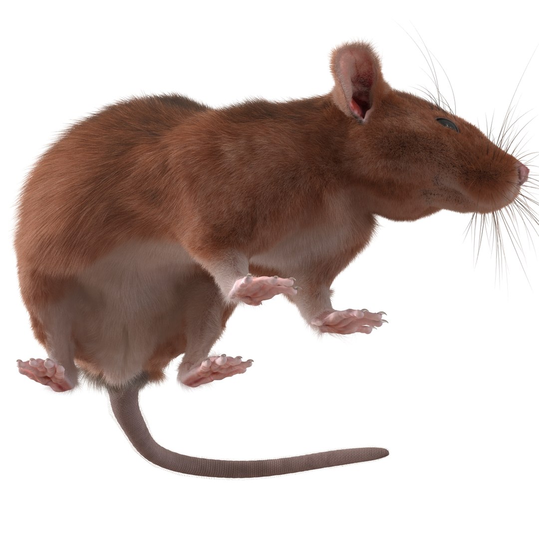 3d Model Rat 2 Pose 5