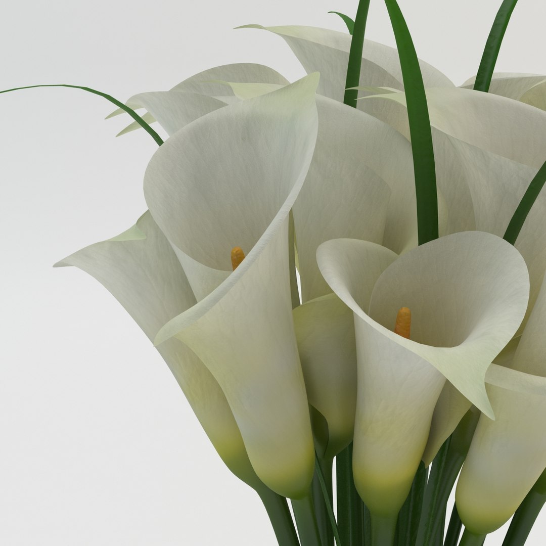 3d Model Calla White