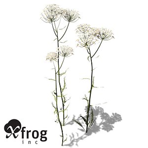 XfrogPlants Common Yarrow