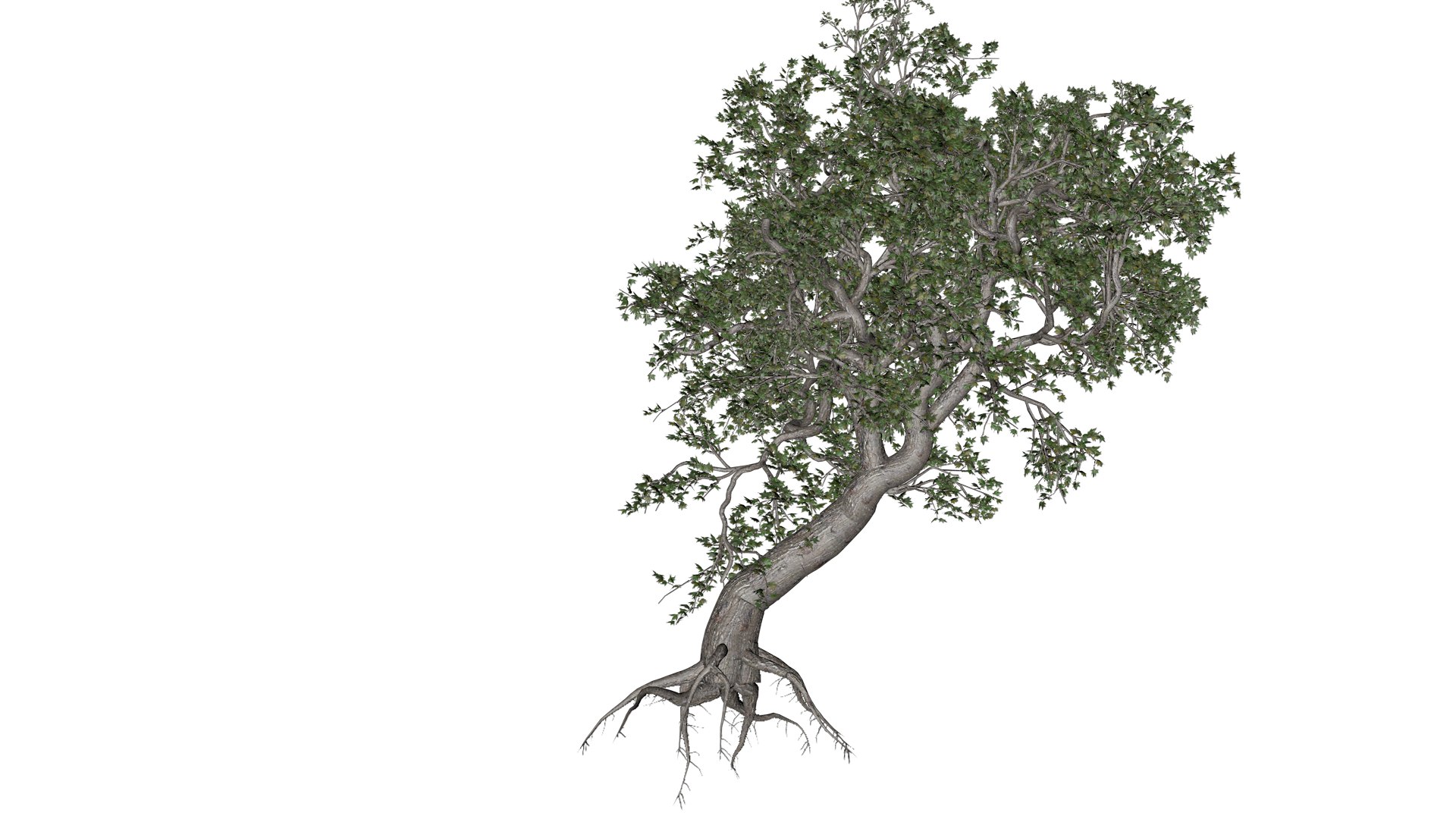 Japanese Maple Tree - 05 - 3D Model - TurboSquid 2376684