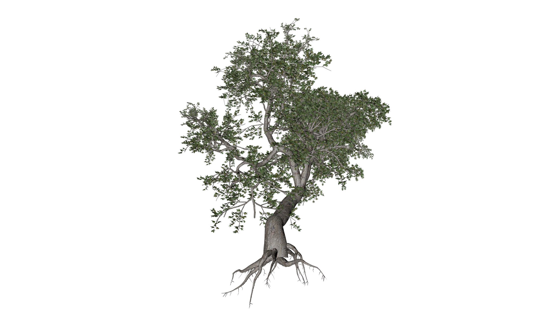 Japanese Maple Tree - 05 - 3D Model - TurboSquid 2376684