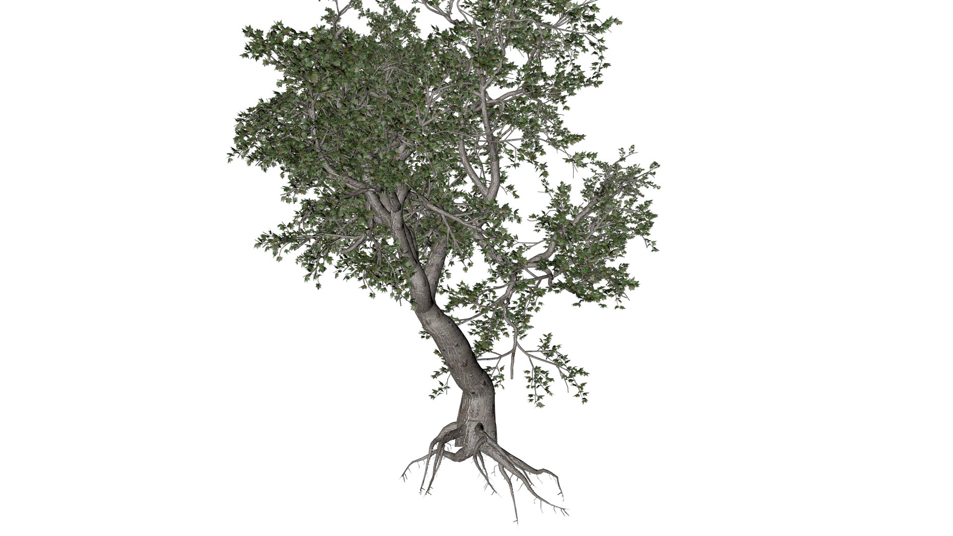 Japanese Maple Tree - 05 - 3D Model - TurboSquid 2376684