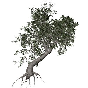Japanese Maple Tree - 05 - 3D model