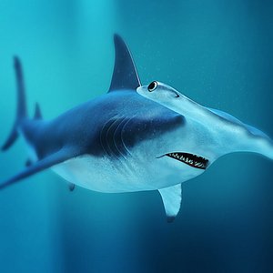 hammerhead shark 3d dxf