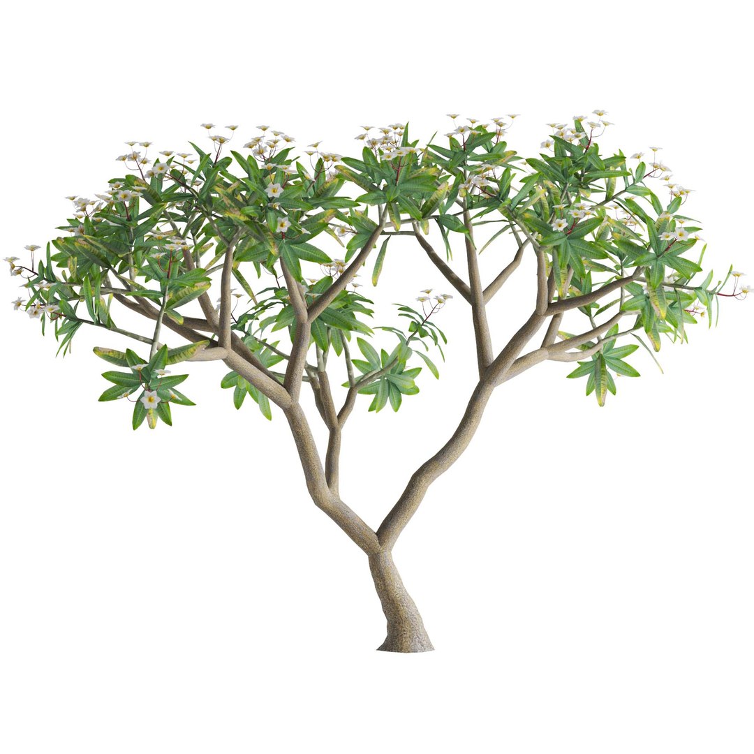 Plumeria rubra -Frangipani Tree-01 3D model https://p.turbosquid.com/ts-thumb/hi/d4LNe7/17/01/jpg/1661343933/1920x1080/fit_q87/6288bb68228fbff42e80918b03cb06df464c88f1/01.jpg