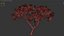 Plumeria rubra -Frangipanier-01