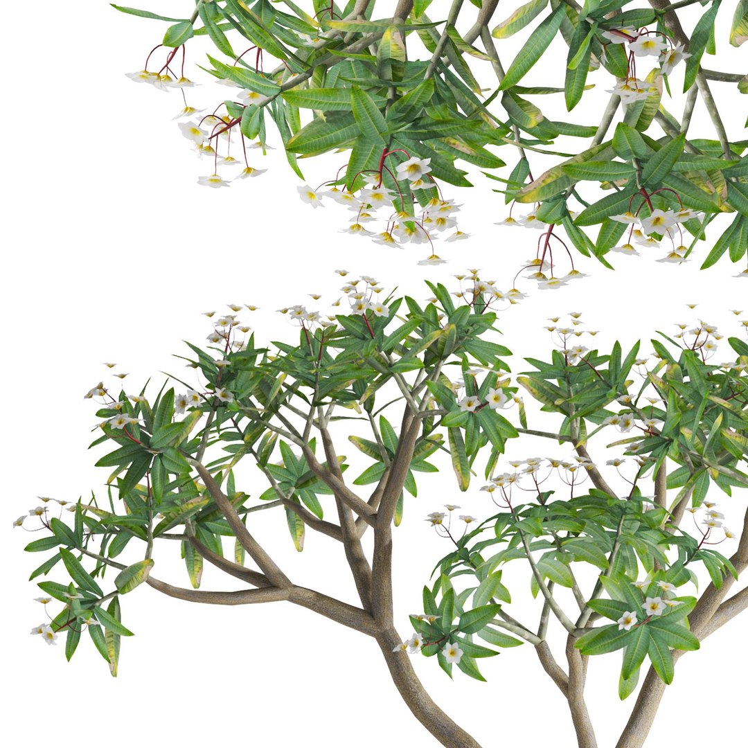 Plumeria rubra -Frangipani Tree-01 3D model https://p.turbosquid.com/ts-thumb/hi/d4LNe7/dU/02/jpg/1661343932/1920x1080/fit_q87/ba08f5ace4205d71786133abceceb0989e5446cb/02.jpg
