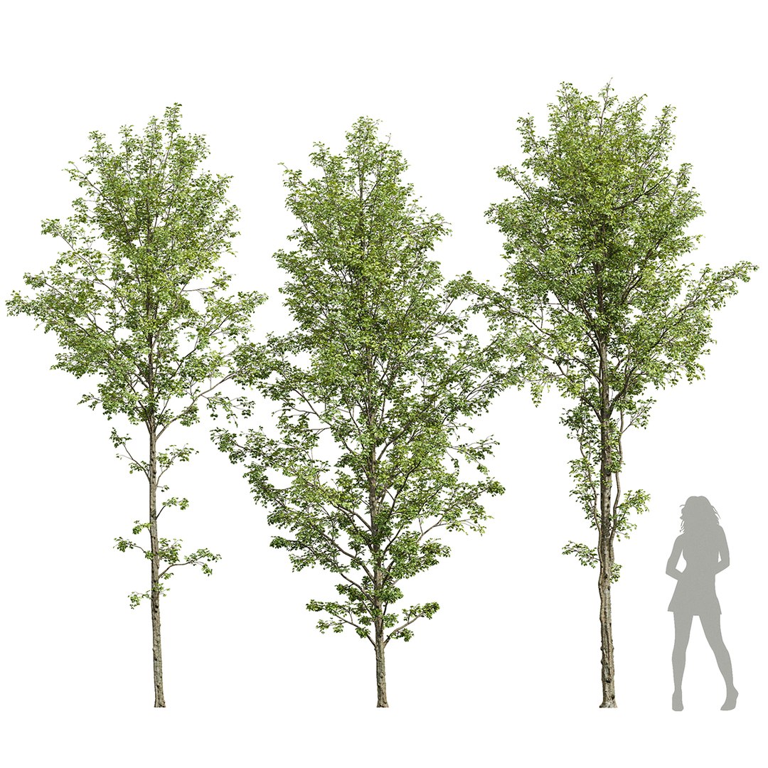 Alnus Glutinosa-3 Trees 3D Model - TurboSquid 2147168