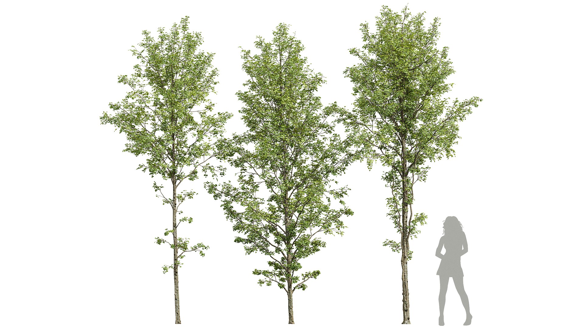 Alnus Glutinosa-3 Trees 3D Model - TurboSquid 2147168