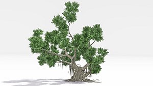 Chinese Banyan Tree-S5 3D