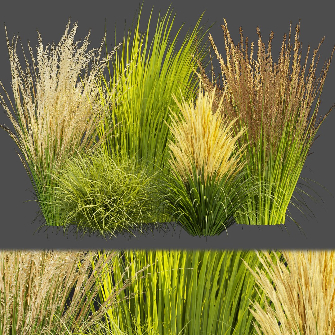 3D Model Collection Plant Vol 383 Grass Outdoor Switchgrass