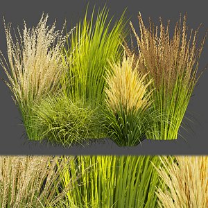 3D model Collection plant vol 383 - grass - outdoor Switchgrass - Northwind - blender - 3dmax - cinema 4d