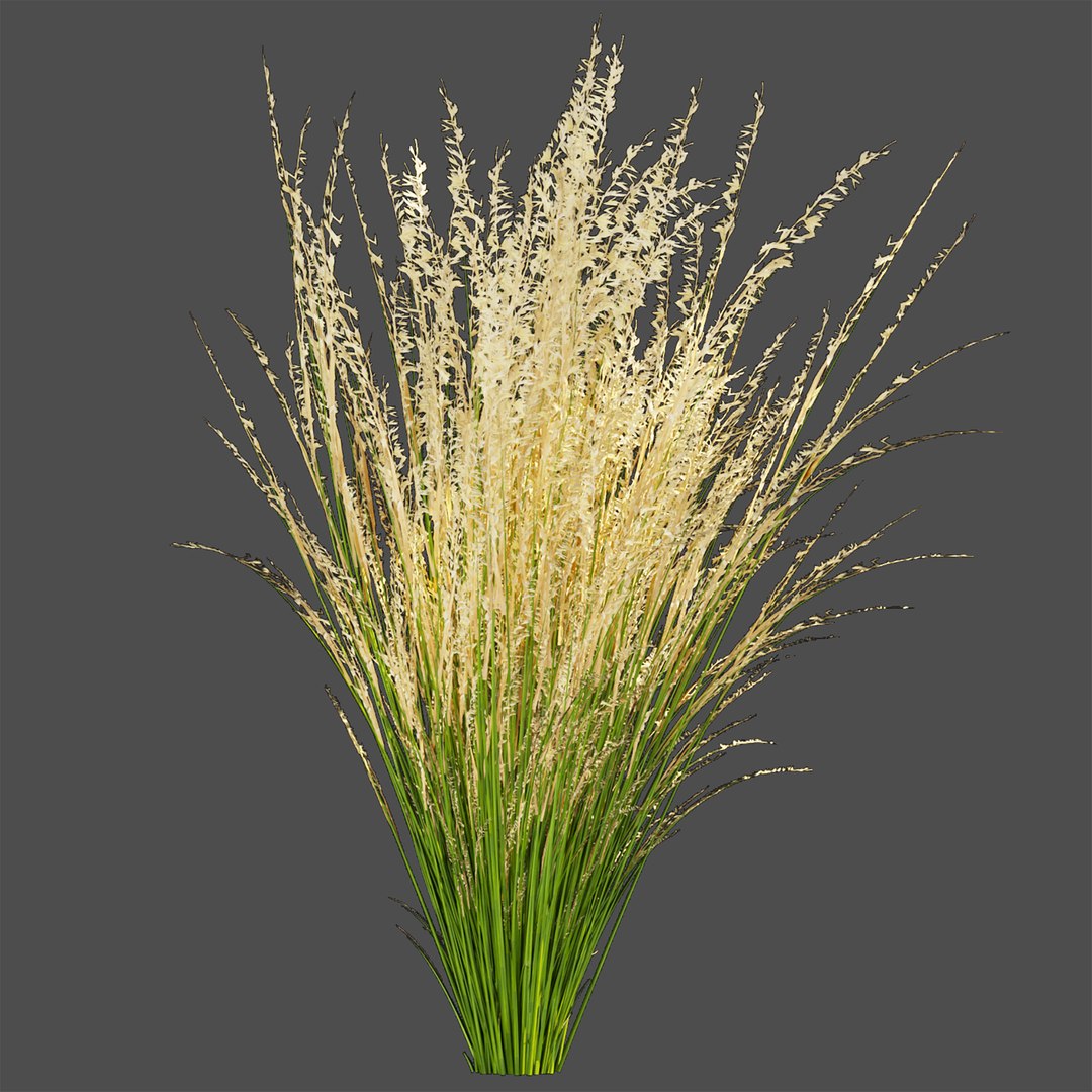3D Model Collection Plant Vol 383 Grass Outdoor Switchgrass
