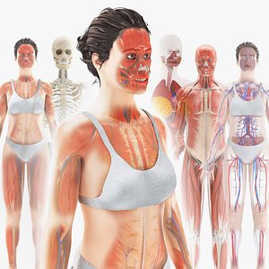 Complete Female Body Anatomy 3D model