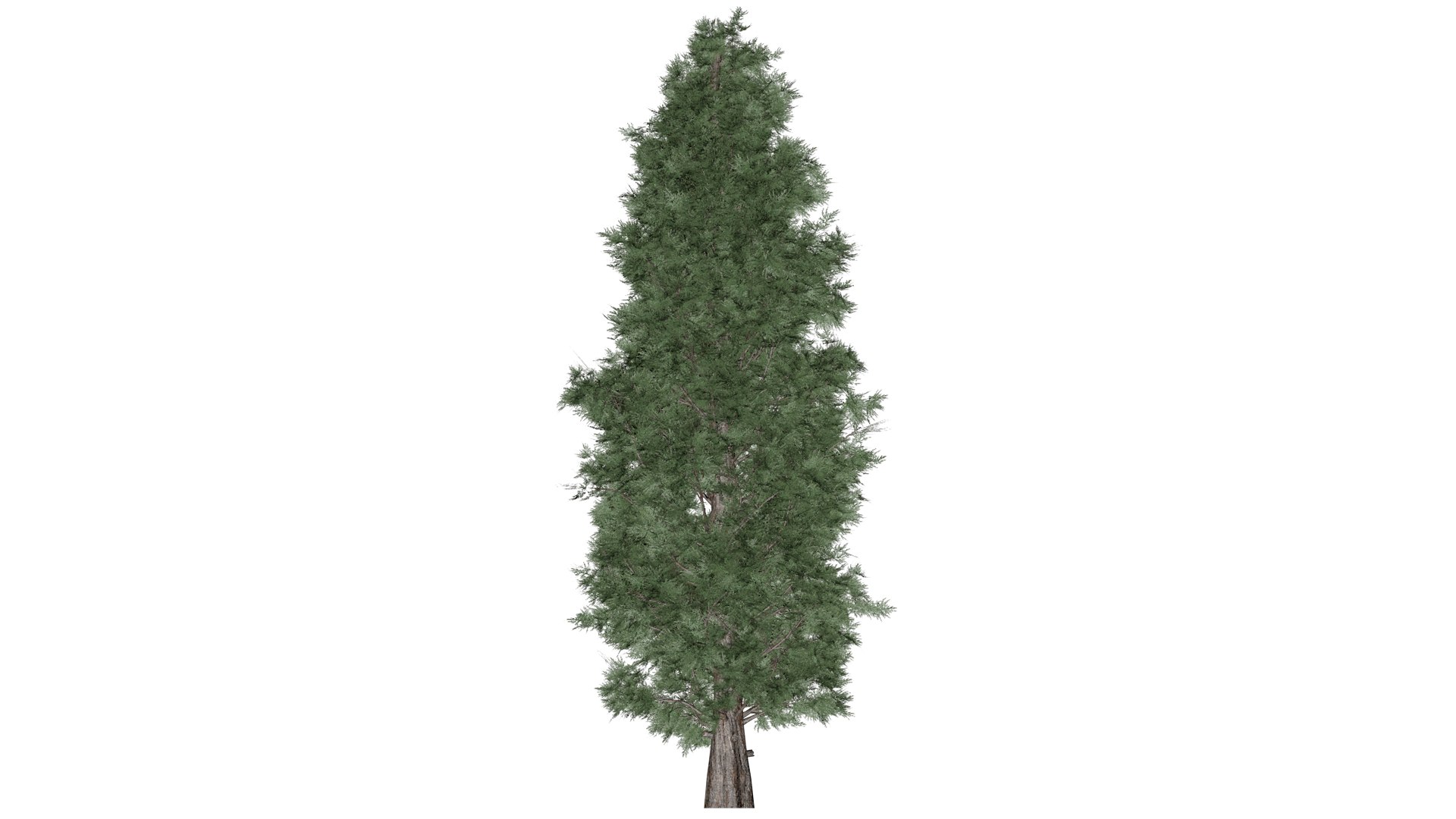 3D Model Eastern Red Cedar Tree - 03 - - TurboSquid 2373441