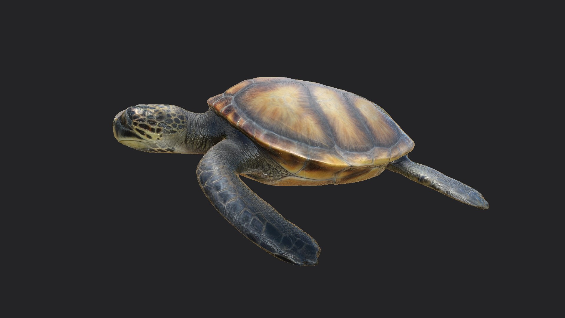 3D SMSeaTurtlea002 - TurboSquid 2355166