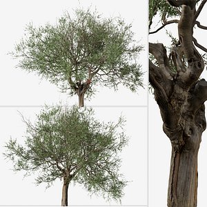 3D Set of Olive or Olea europaea Tree model