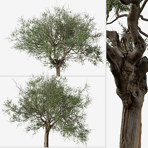 Set of Olive or Olea europaea Tree
