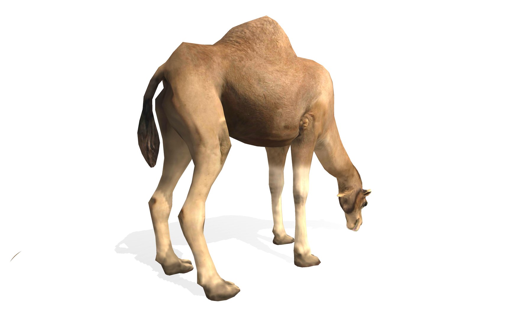 3D dromedary camel rigged animal model https://p.turbosquid.com/ts-thumb/hj/PxZKgw/FyJBbw5z/3/jpg/1583138231/1920x1080/fit_q87/dcdb082ed3a6a9dd08a0feec9ea8647701607b5f/3.jpg
