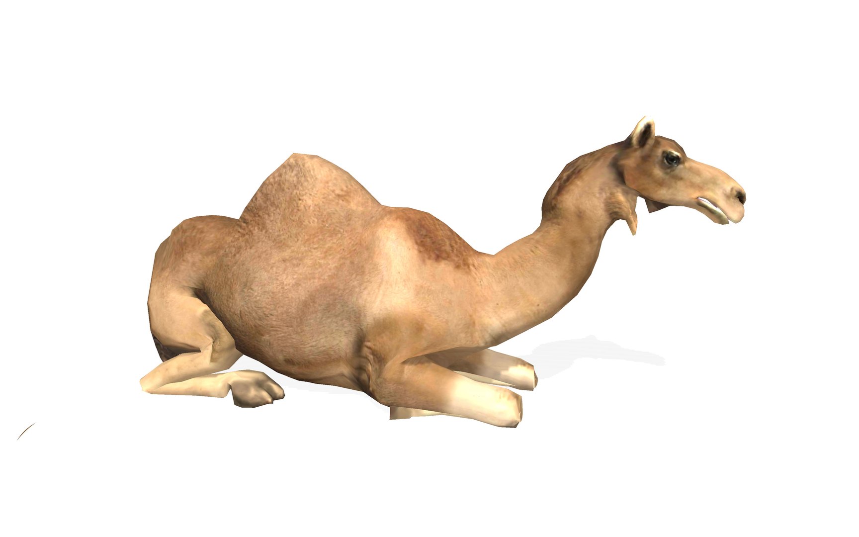 3D dromedary camel rigged animal model https://p.turbosquid.com/ts-thumb/hj/PxZKgw/j4pYrHQA/4/jpg/1583138231/1920x1080/fit_q87/406bb340259f988733b68776fcee4392d20b1a6a/4.jpg