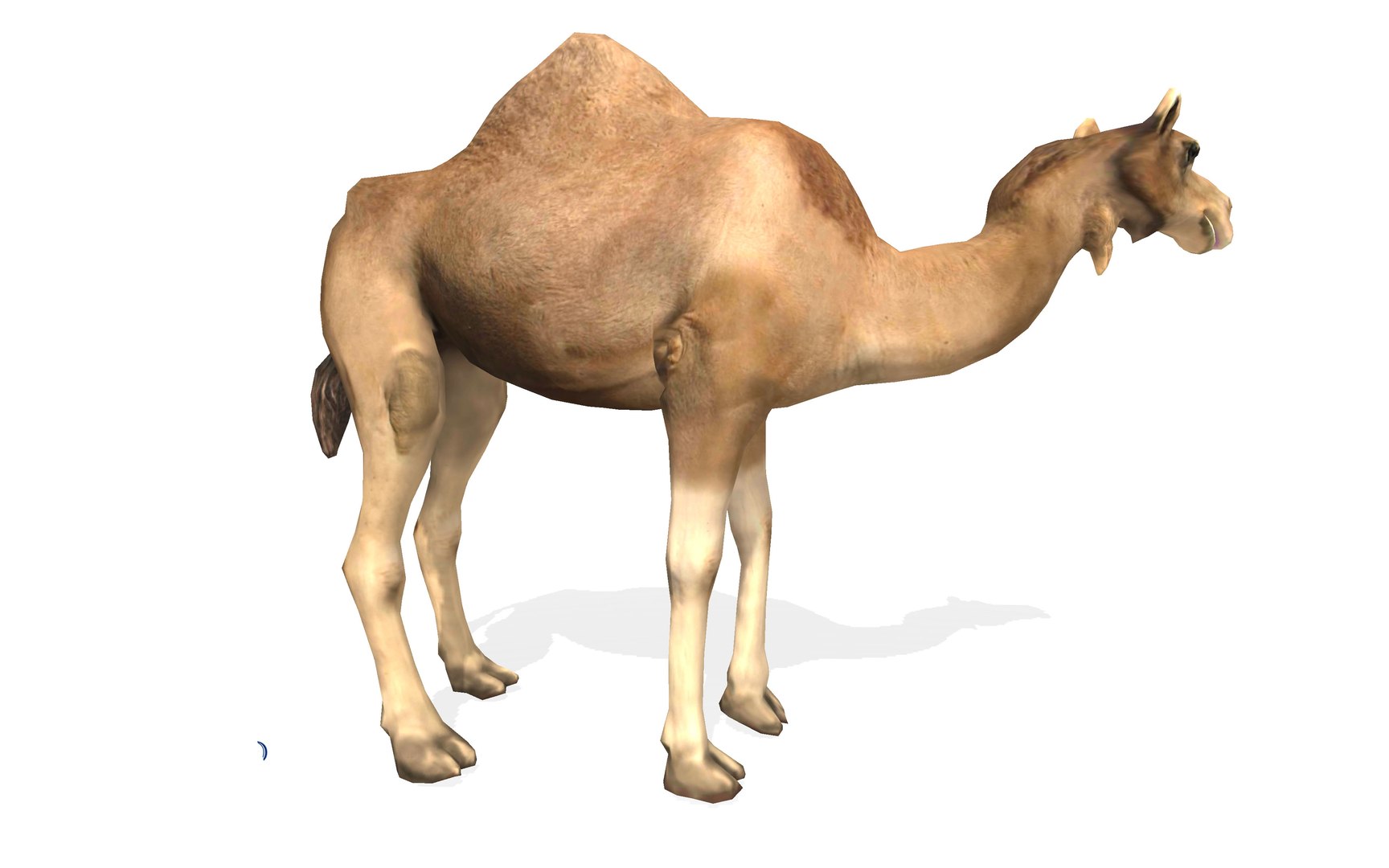 3D dromedary camel rigged animal model https://p.turbosquid.com/ts-thumb/hj/PxZKgw/klPy51b9/6/jpg/1583138231/1920x1080/fit_q87/2316859aad8006b503901997240afaad8e9f7045/6.jpg