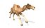 骆驼操纵动画lowpoly