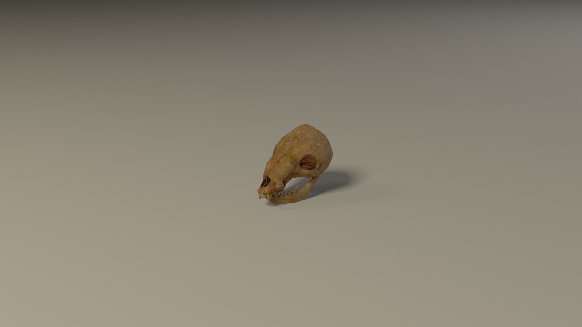 Animal skull 3D model https://p.turbosquid.com/ts-thumb/hj/R6GHA8/1U/animalskullrender5/jpg/1658704816/1920x1080/fit_q87/5f52590631ef2339e3c8b25cebdec3c984e655df/animalskullrender5.jpg