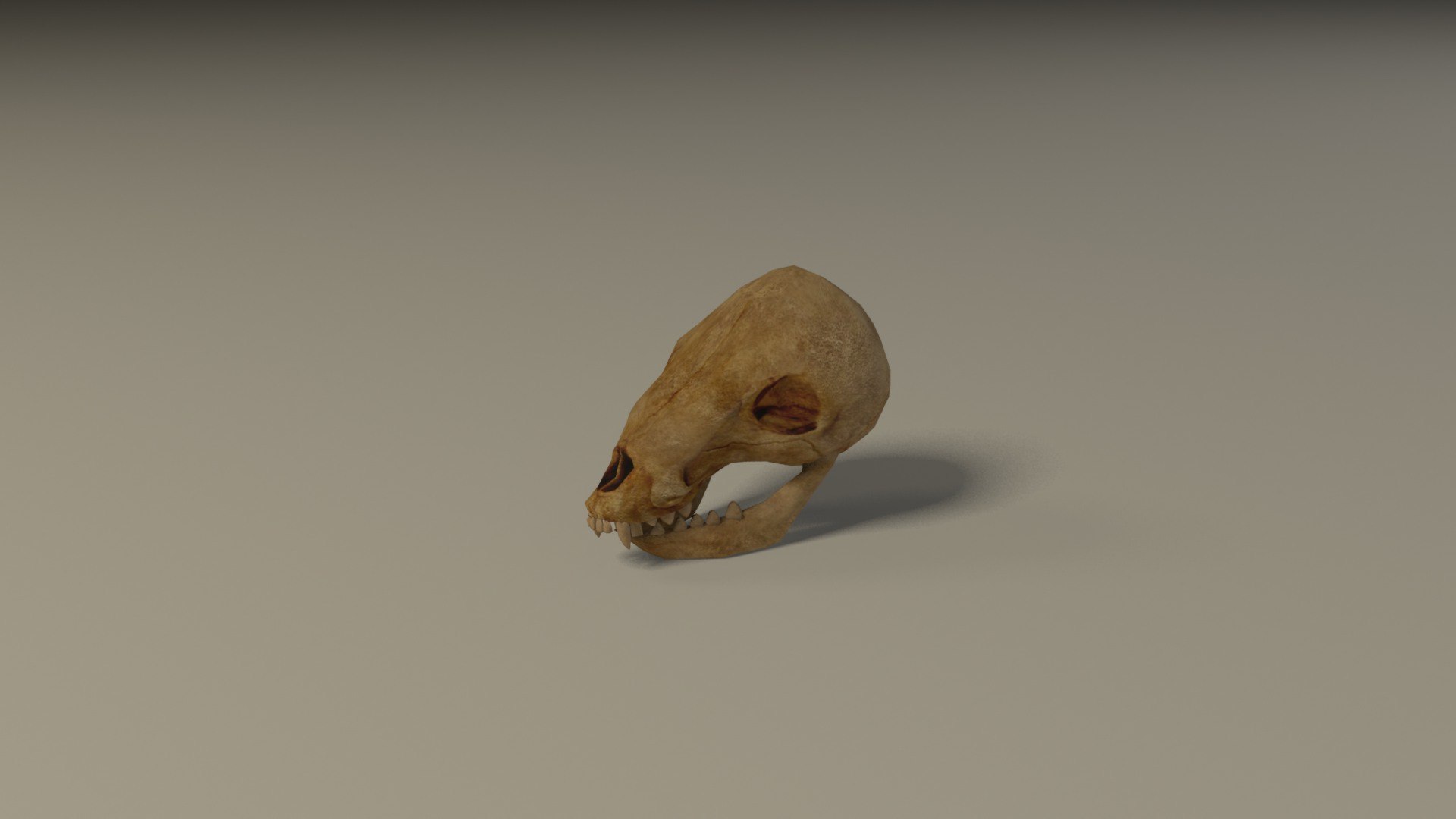 Animal skull 3D model https://p.turbosquid.com/ts-thumb/hj/R6GHA8/A6/animalskullrender1/jpg/1658704812/1920x1080/fit_q87/799193a838505fa19f45f72c4caa321414c0eab9/animalskullrender1.jpg