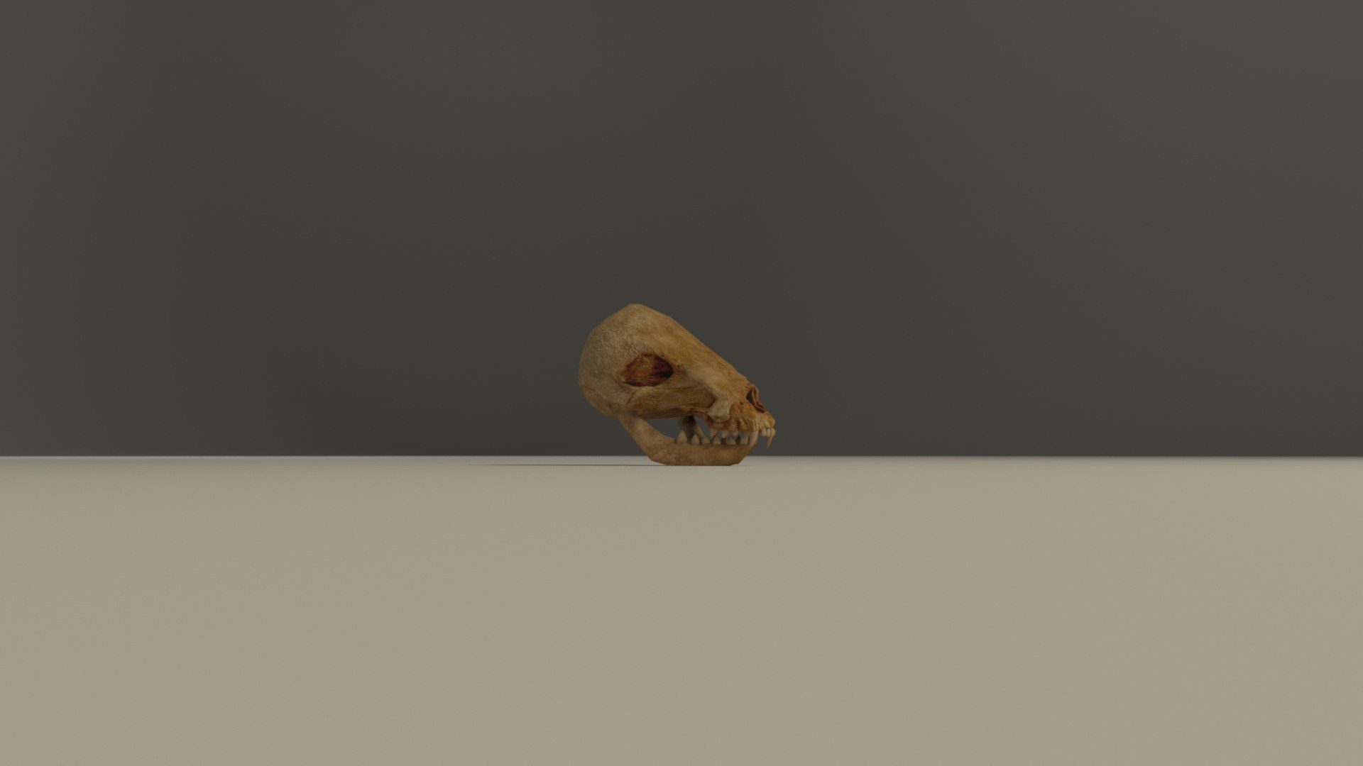 Animal skull 3D model https://p.turbosquid.com/ts-thumb/hj/R6GHA8/IM/animalskullrender4/jpg/1658704815/1920x1080/fit_q87/e4ed7aeb951da3862eaa59ad6f0404bf6ddd957f/animalskullrender4.jpg