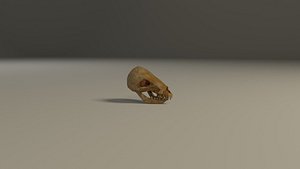 Animal skull 3D model