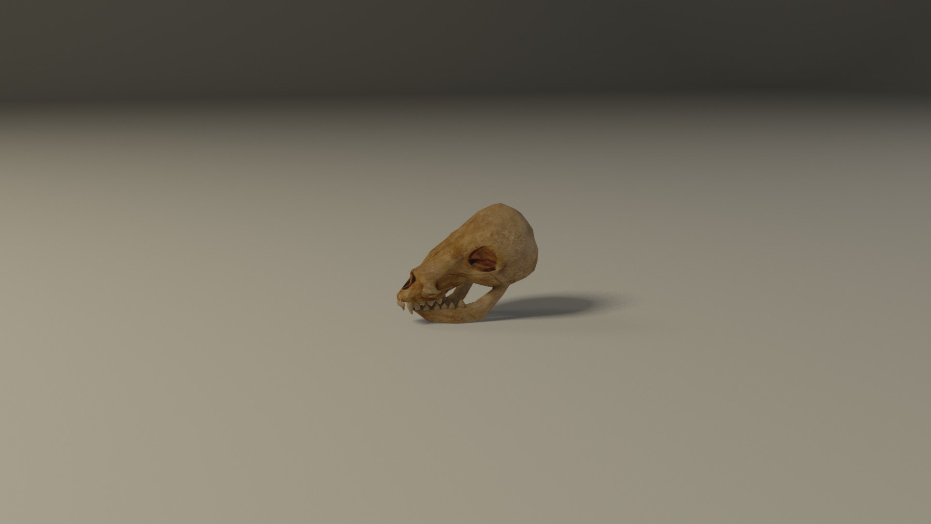 Animal skull 3D model https://p.turbosquid.com/ts-thumb/hj/R6GHA8/gp/animalskullrender3/jpg/1658704815/1920x1080/fit_q87/aa79dadb95e4875f1f3d64f4751219253f05020f/animalskullrender3.jpg