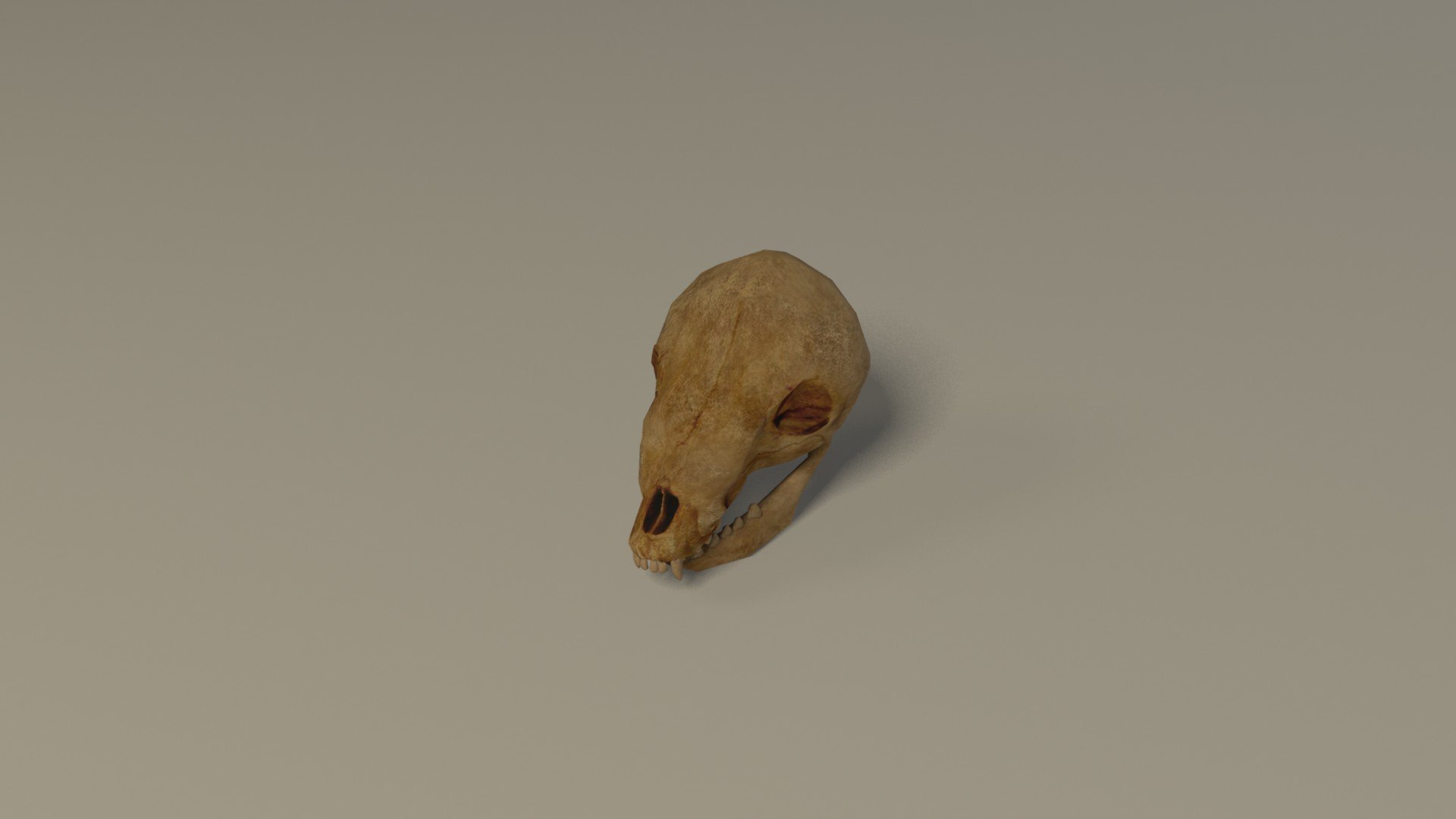 Animal skull 3D model https://p.turbosquid.com/ts-thumb/hj/R6GHA8/zH/animalskullrender2/jpg/1658704814/1920x1080/fit_q87/a3a1e7f46899ed295fb94b540cbe60213433ce31/animalskullrender2.jpg