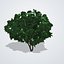 Figowiec pospolity - Ficus carica