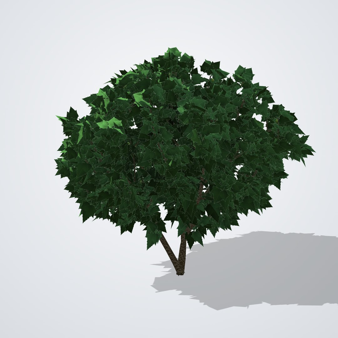 Common Fig Tree - Ficus carica 3D model https://p.turbosquid.com/ts-thumb/hj/Yp7iq4/jQ/ficuscarica_01_front/png/1790120151/1920x1080/fit_q87/bde06c60695ac1e277dba313f4ba15233a77e9ae/ficuscarica_01_front.jpg