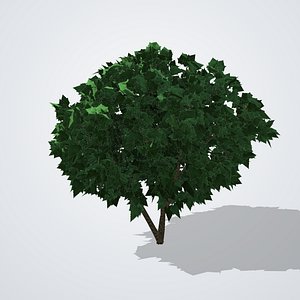 Common Fig Tree - Ficus carica
