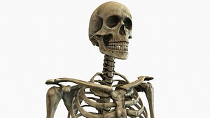 3D anatomical human skeleton