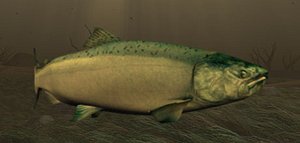 salmon fish 3d model
