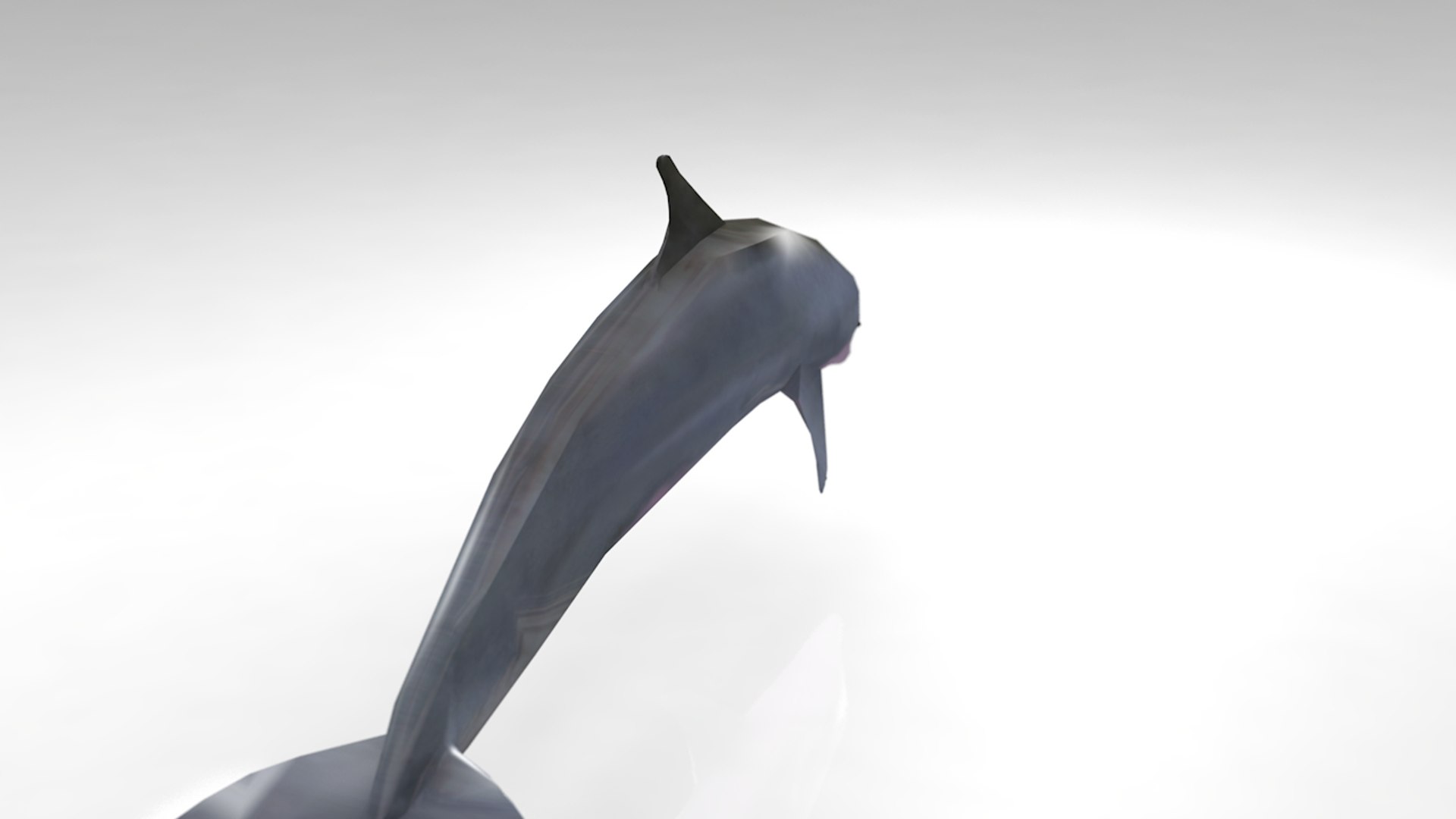 Dolphin animal mammal 3D model - TurboSquid 1366820