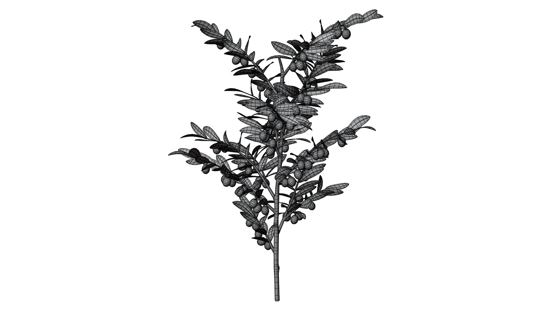 3D Olive Branch 04 https://p.turbosquid.com/ts-thumb/hj/iU1urg/uU/olivebranch_04_wire_01/png/1772170626/1920x1080/fit_q87/e8e97db93b4526dfa5a8e5ef0015f161b3d9d7f1/olivebranch_04_wire_01.jpg