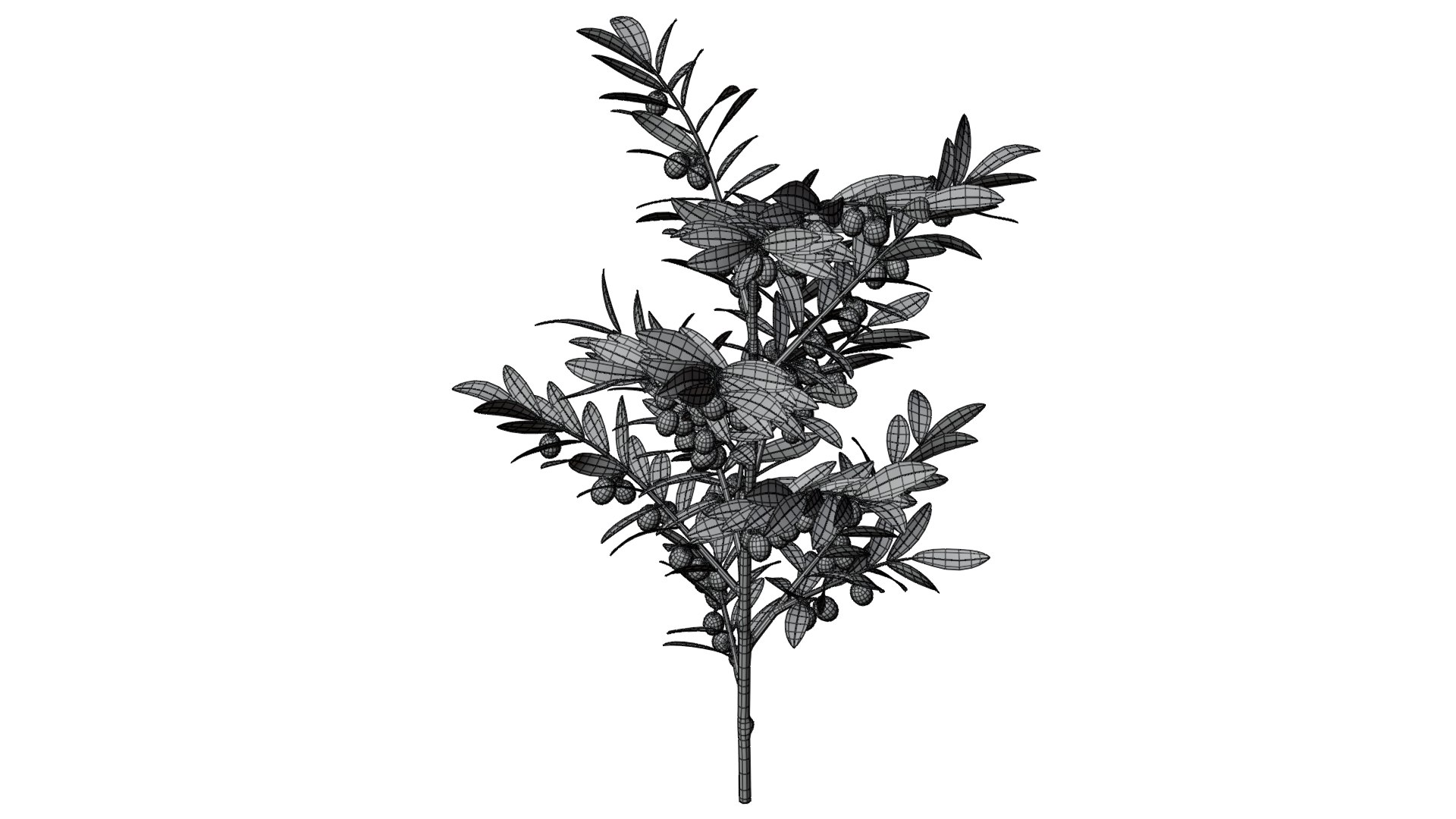3D Olive Branch 04 https://p.turbosquid.com/ts-thumb/hj/iU1urg/y9/olivebranch_04_wire_03/png/1772170628/1920x1080/fit_q87/b14fc485bf7f987a142763daf371b3317b2ef22b/olivebranch_04_wire_03.jpg