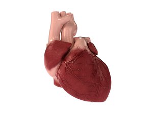 human heart 3d max