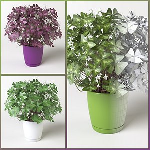 3d oxalis triangularis plant