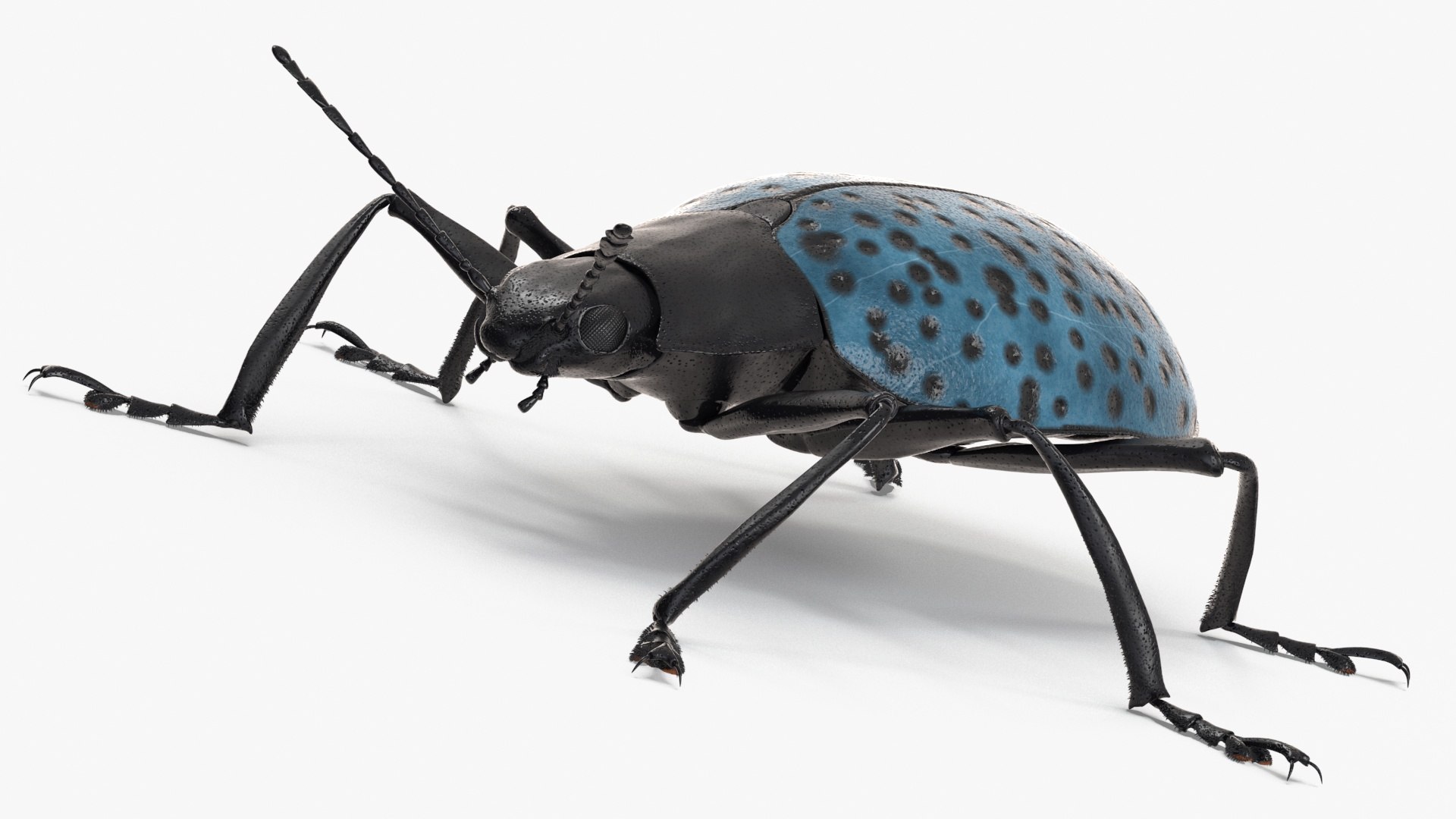 Blue Pleasing Fungus Beetle Rigged Fur 3D model https://p.turbosquid.com/ts-thumb/hk/TNGqgV/5J/bluepleasingfungusbeetleriggedfur3dmodel013/jpg/1724156758/1920x1080/fit_q87/c6052dbad16b34985c8eee30fb709d4e62e9a86a/bluepleasingfungusbeetleriggedfur3dmodel013.jpg