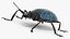 Blue Pleasing Fungus Beetle Rigged Fur