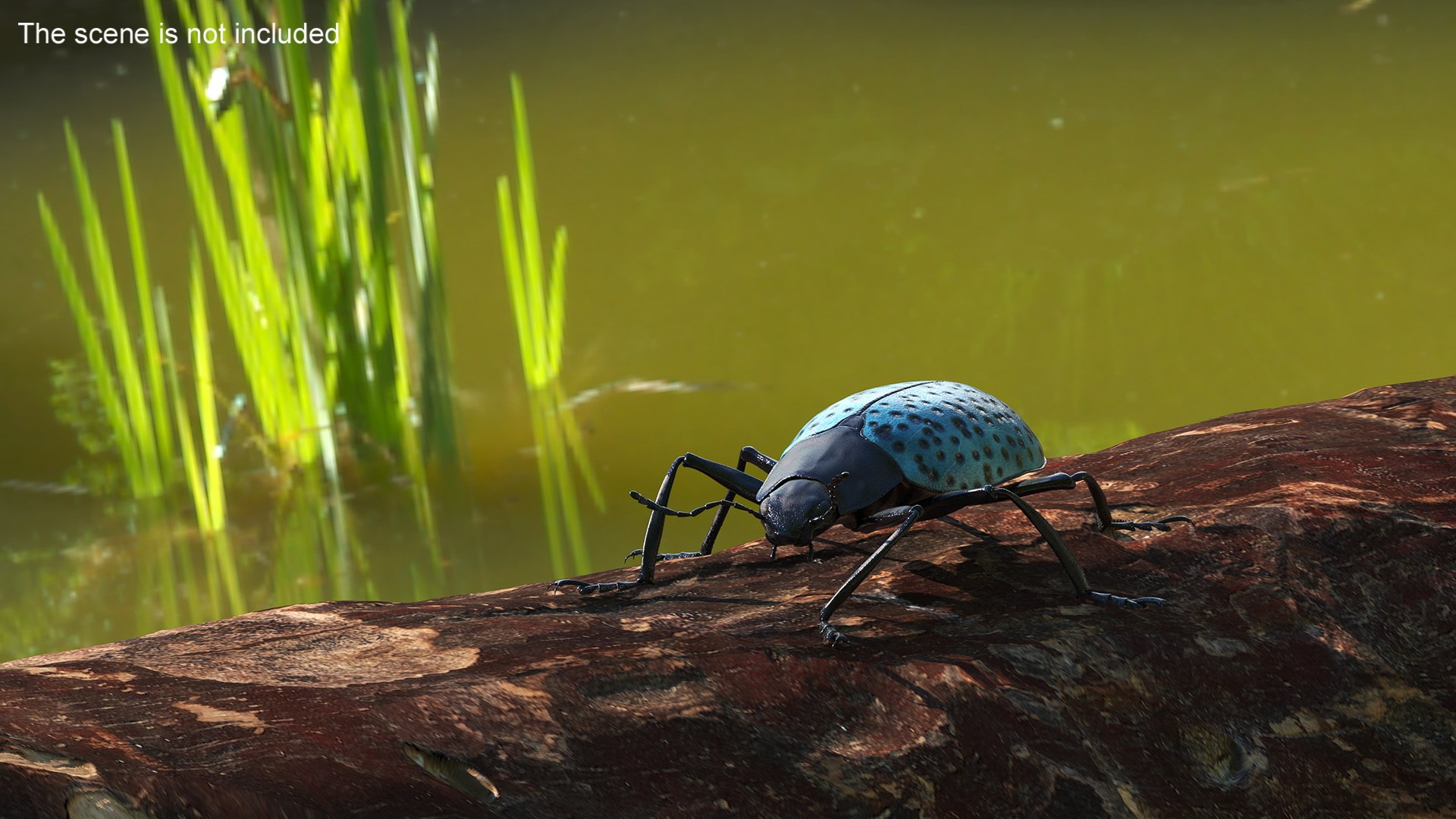 Blue Pleasing Fungus Beetle Rigged Fur 3D model https://p.turbosquid.com/ts-thumb/hk/TNGqgV/5L/bluepleasingfungusbeetleriggedfur3dmodel006/jpg/1724156729/1920x1080/fit_q87/975d6dc216a318a54dd888d6cde7c8f08afdead9/bluepleasingfungusbeetleriggedfur3dmodel006.jpg