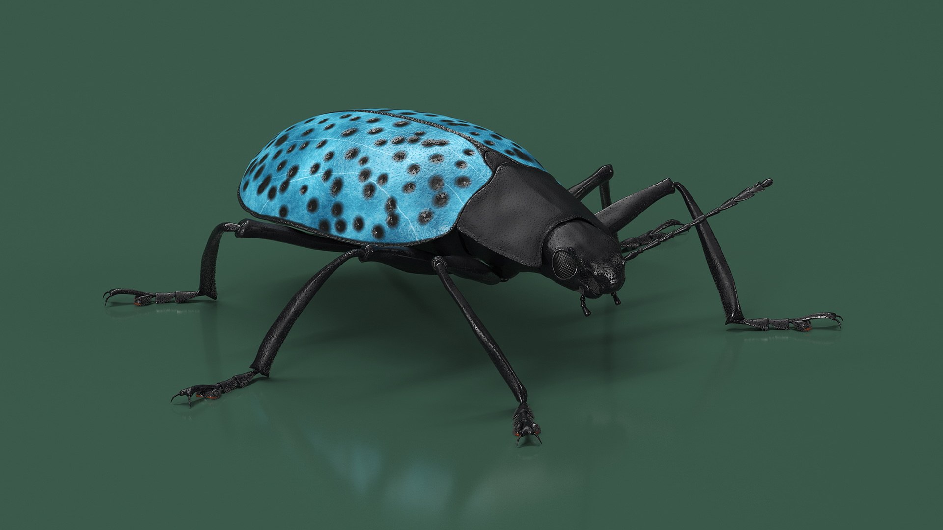 Blue Pleasing Fungus Beetle Rigged Fur 3D model https://p.turbosquid.com/ts-thumb/hk/TNGqgV/8t/bluepleasingfungusbeetleriggedfur3dmodel010/jpg/1724156741/1920x1080/fit_q87/642ff91a694e6d62dae0c5f7d23cd1b398fa46e0/bluepleasingfungusbeetleriggedfur3dmodel010.jpg